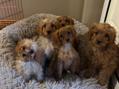 Gorgeous cavapoo puppies