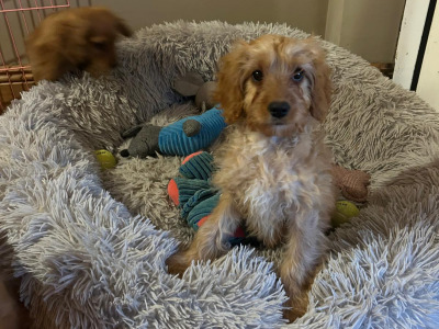 Gorgeous cavapoo puppies
