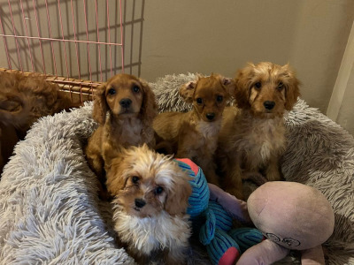 Gorgeous cavapoo puppies