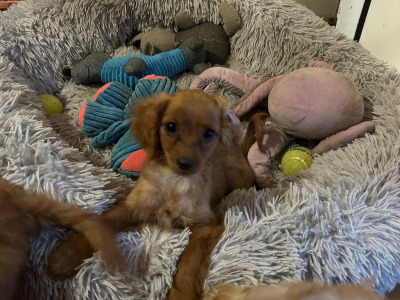 Gorgeous cavapoo puppies