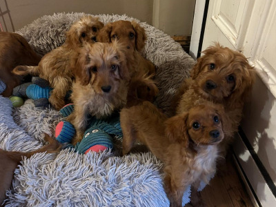 Gorgeous cavapoo puppies