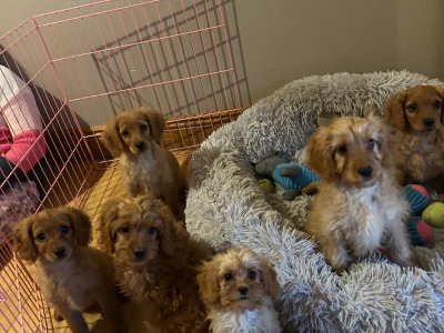 Gorgeous cavapoo puppies