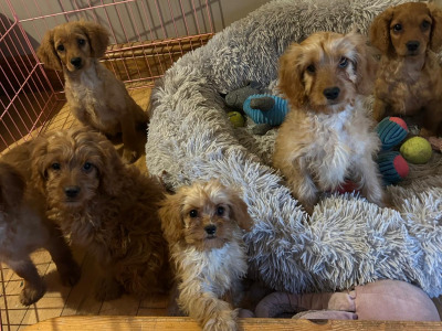 Gorgeous cavapoo puppies
