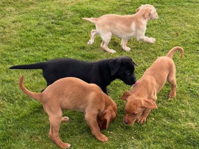 Beautiful IKC Registered Labrador puppies in Cavan