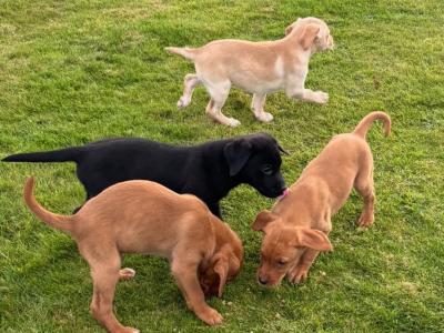 Beautiful IKC Registered Labrador puppies in Cavan