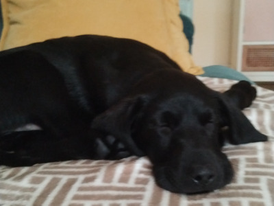 Male Labrador puppy in Ennis