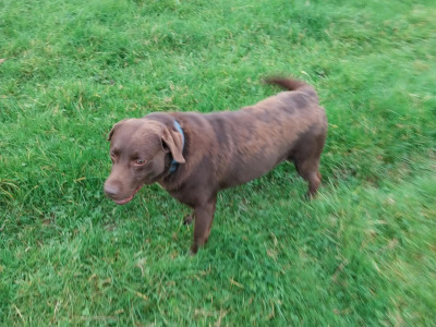 IKC Registered Chocolate Labrador