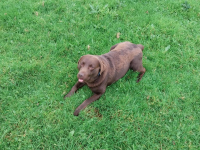IKC Registered Chocolate Labrador