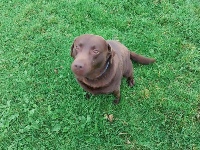 IKC Registered Chocolate Labrador