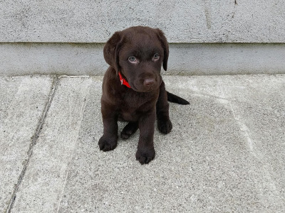 IKC Registered Chocolate Labrador