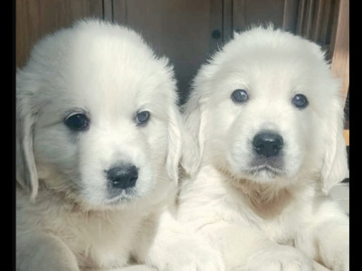 IKC Registered (pending) Golden Retriever puppies in Leitrim