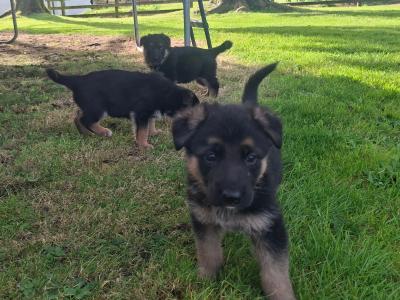 German Shepard pups 8 weeks old in Galway