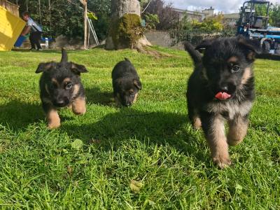 German Shepard pups 8 weeks old in Galway