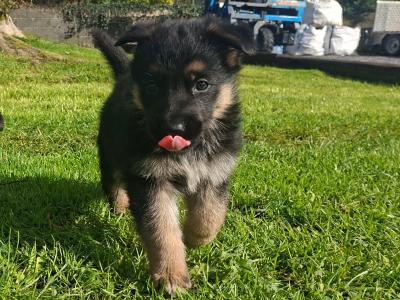 German Shepherd puppies 8 weeks old in Galway