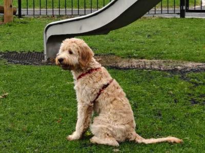 7 month old Irish Doodle x Poodle female puppy