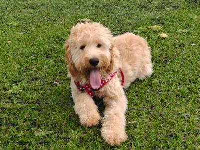 7 month old Irish Doodle x Poodle female puppy