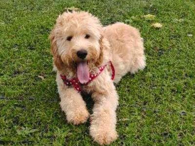 Ari is a 7 month old female Irish Doodle x Poodle puppy in Kildare