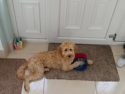 7 month old Irish Doodle x Poodle female puppy