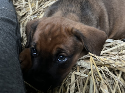 Boxer x Rottweiler puppies in Cork
