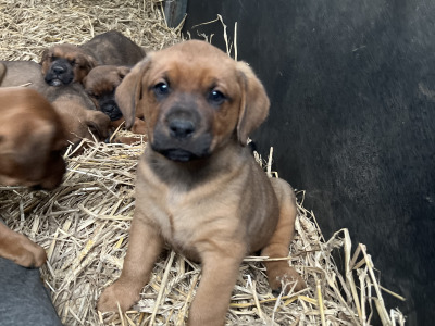 Boxer x Rottweiler puppies in Cork