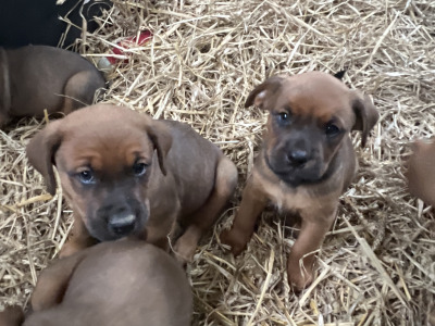 Boxer x Rottweiler puppies in Cork