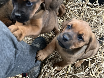 Boxer x Rottweiler puppies in Cork