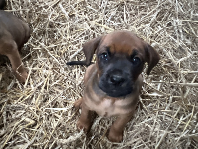 Boxer x Rottweiler puppies in Cork