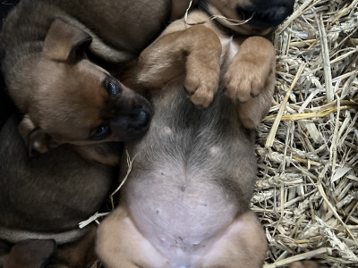 Boxer x Rottweiler puppies in Cork