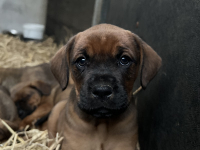 Boxer x Rottweiler puppies in Cork