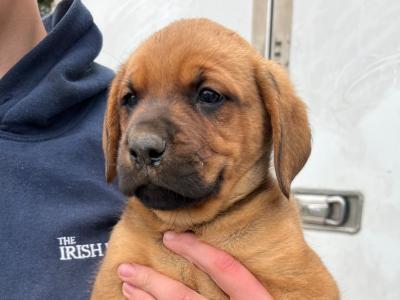 Boxer x Rottweiler puppies in Cork