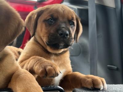 Boxer x Rottweiler puppies in Cork