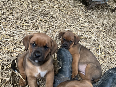 Boxer x Rottweiler puppies in Cork