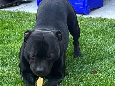 Staffy for stud in Dublin