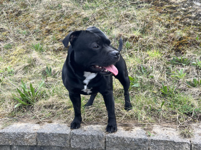 Staffy for stud in Dublin