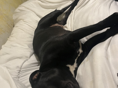Staffy for stud in Dublin