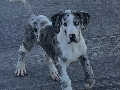 Great Dane puppies in Tipperary