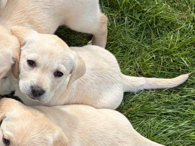 IKC Registered Pedigree female Labrador puppy in Dublin