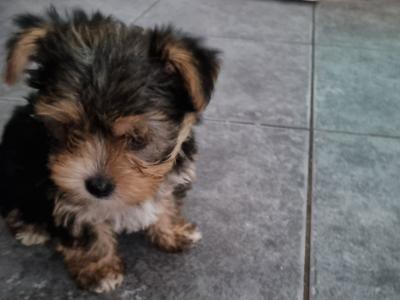 🐶❤️ Beautiful female Yorkshire Terrier puppy for sale in Clare – €700