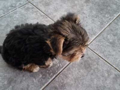 🐶❤️ Beautiful female Yorkshire Terrier puppy for sale in Clare – €700