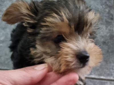 🐶❤️ Beautiful female Yorkshire Terrier puppy for sale in Clare – €700