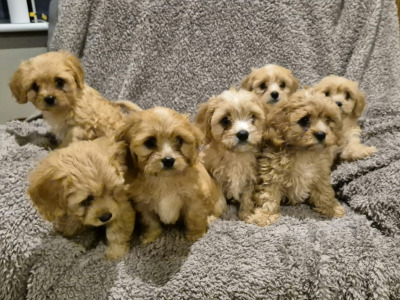Cavachon puppies for sale in Laois