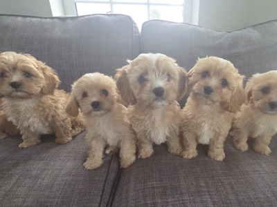 Cavachon puppies for sale in Laois