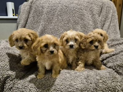 Cavachon puppies for sale in Laois