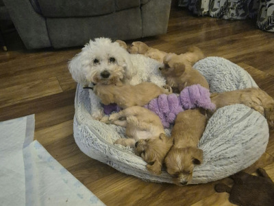 Cavachon puppies for sale in Laois