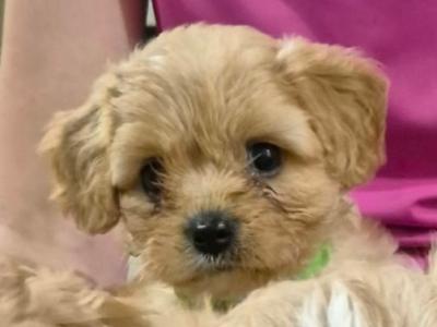 Cavachon puppies for sale in Laois