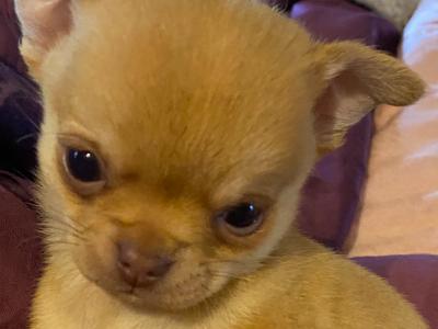 Purebred Chihuahua puppies in Mayo