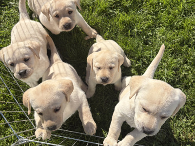 IKC Registered Pedigree female Labrador puppy in Dublin