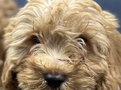 🐶 Cavapoo puppies in Wicklow 🐶