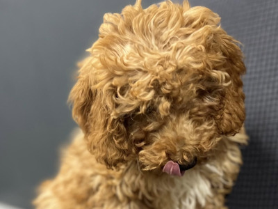 🐶 Cavapoo puppies in Wicklow 🐶