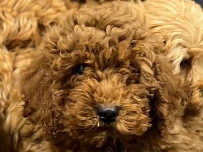 🐶 Cavapoo puppies in Wicklow 🐶